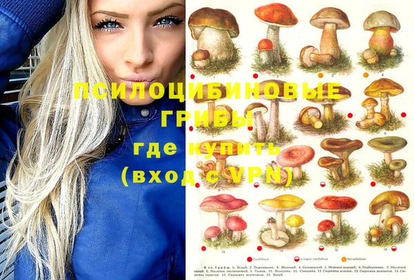 крисы Алзамай